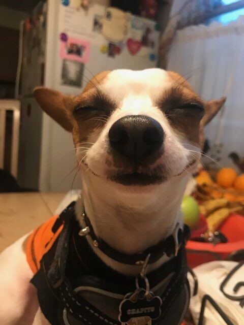 Chapito