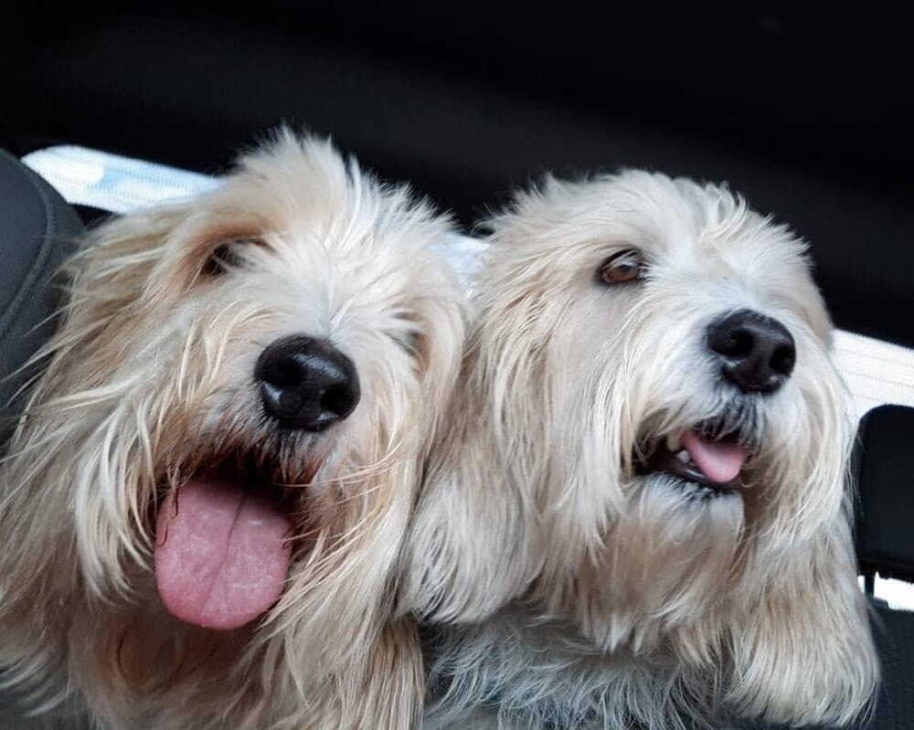 Mozzie-And-Bogey