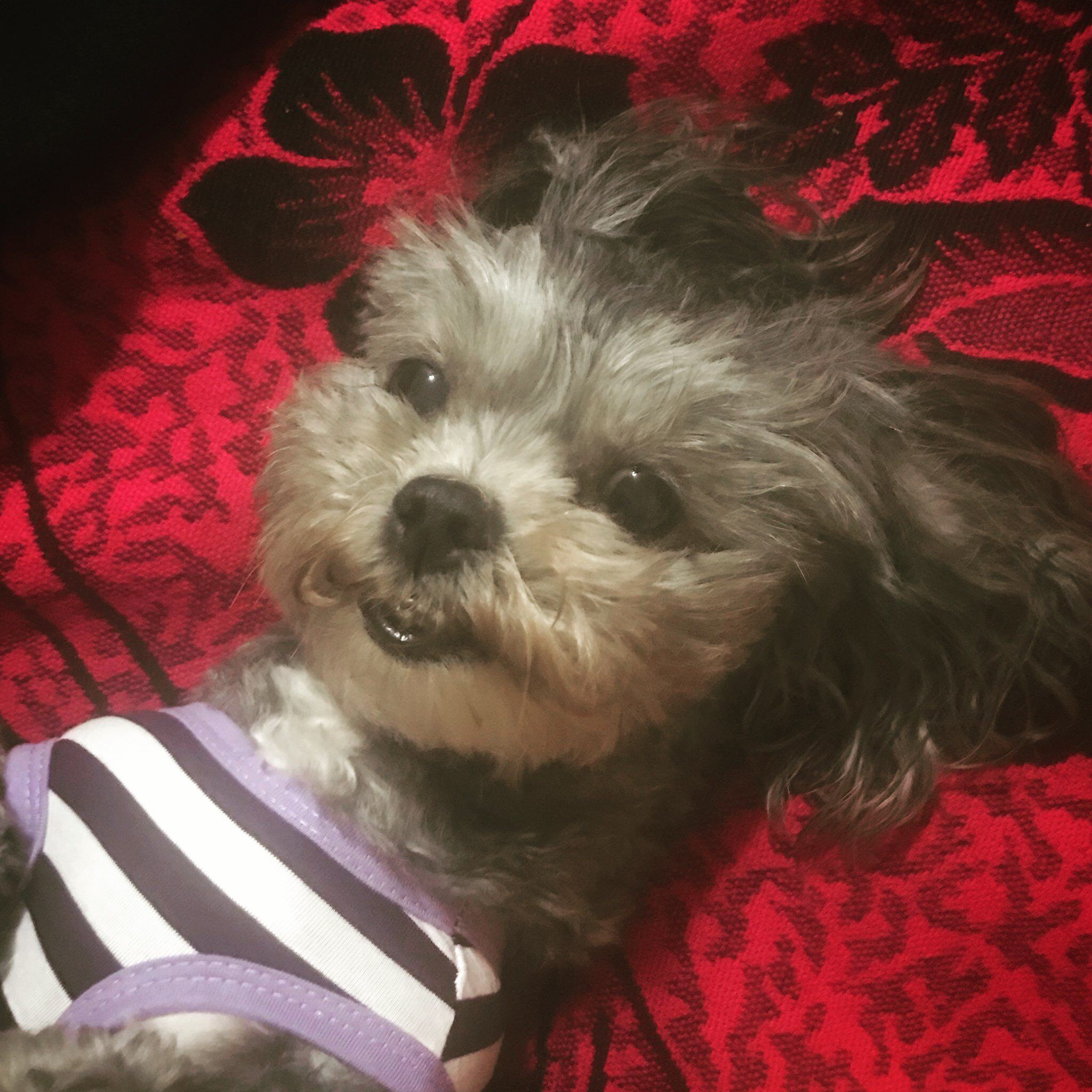Princess Firulais