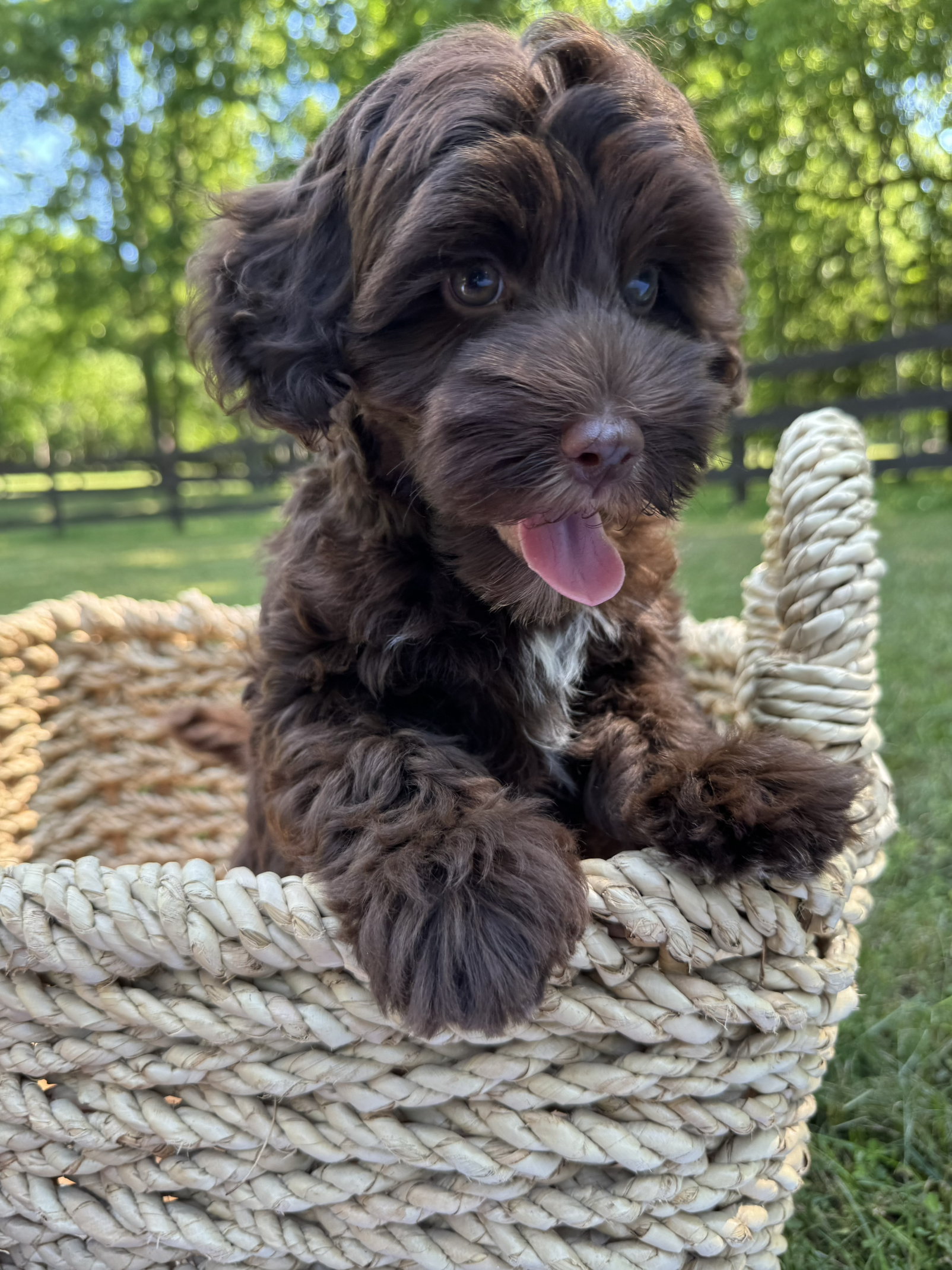 Finn
