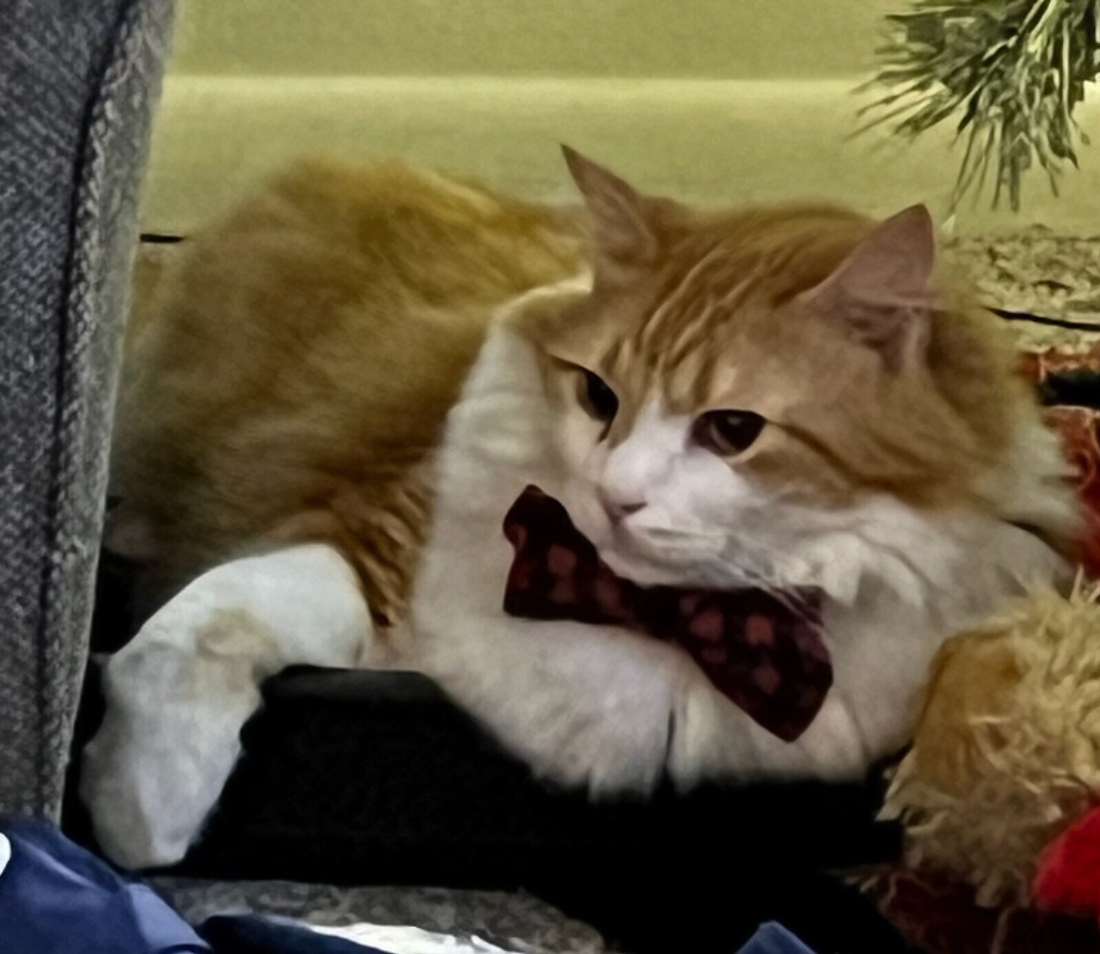 leo the cat